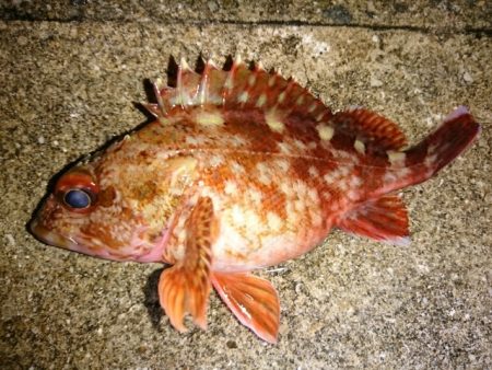 風が強い日は手堅くガシラ狙い